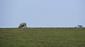 Sheep 3
